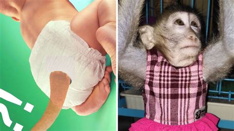 diapers for finger monkeys|baby monkey in diapers poop.